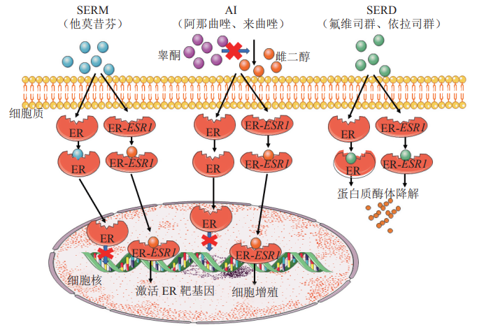 雌激素受體(ER)細胞模型